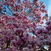 Unser Magnolienbaum im BSVS-Vereinshaus in voller Blüte