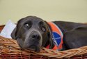 Blindenhund Blindenhund im Korb schwarz