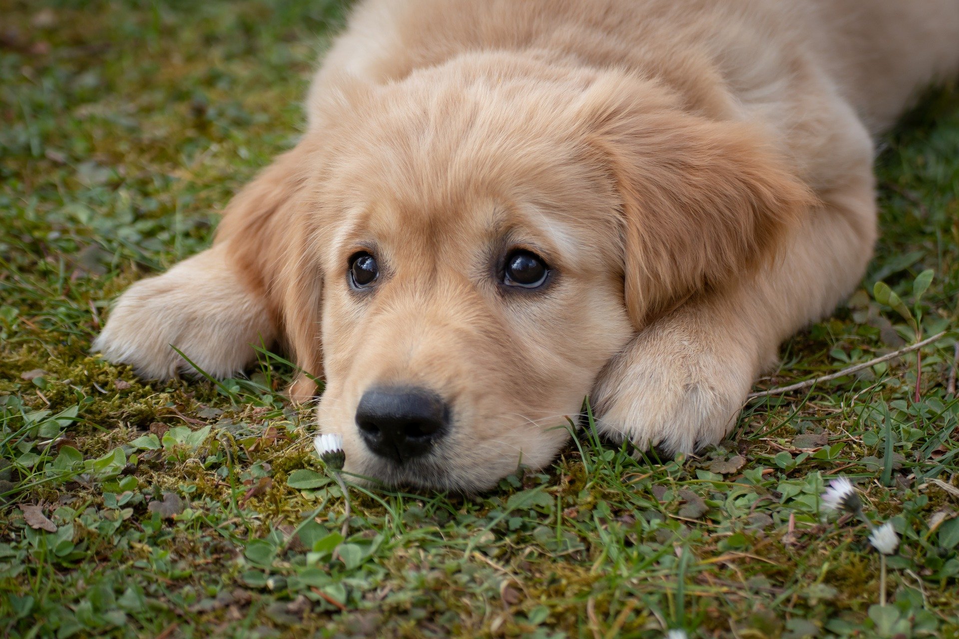 Foto eines Hundewelpen