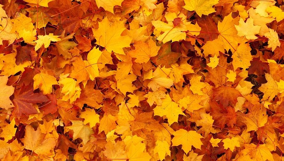Herbstliches Laub Herbstliches Laub