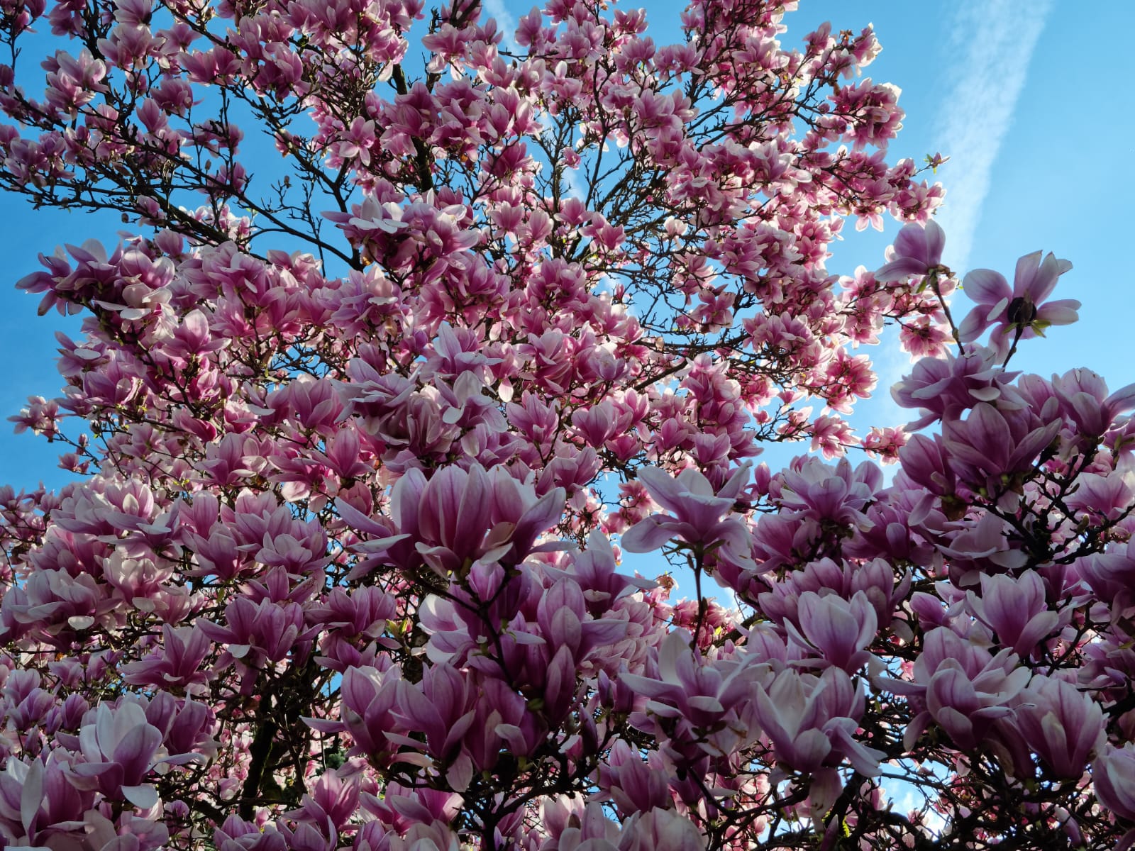 Magnolienbaum im BSVS-Vereinsgarten in voller Blüte Magnolienbaum im BSVS-Vereinsgarten in voller Blüte