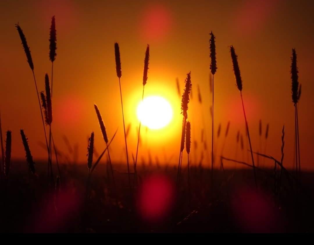Sonnenuntergang hinter Feld Sonnenuntergang hinter Feld